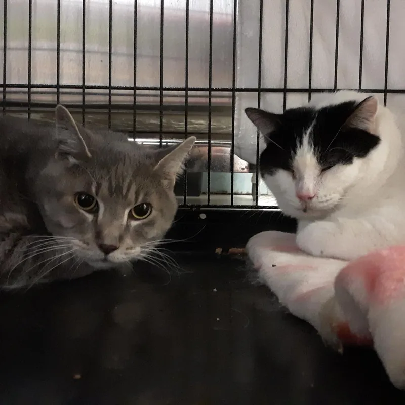 A senior large-sized female White Domestic Short Hair cat named Stevie for adoption in Spokane, WA