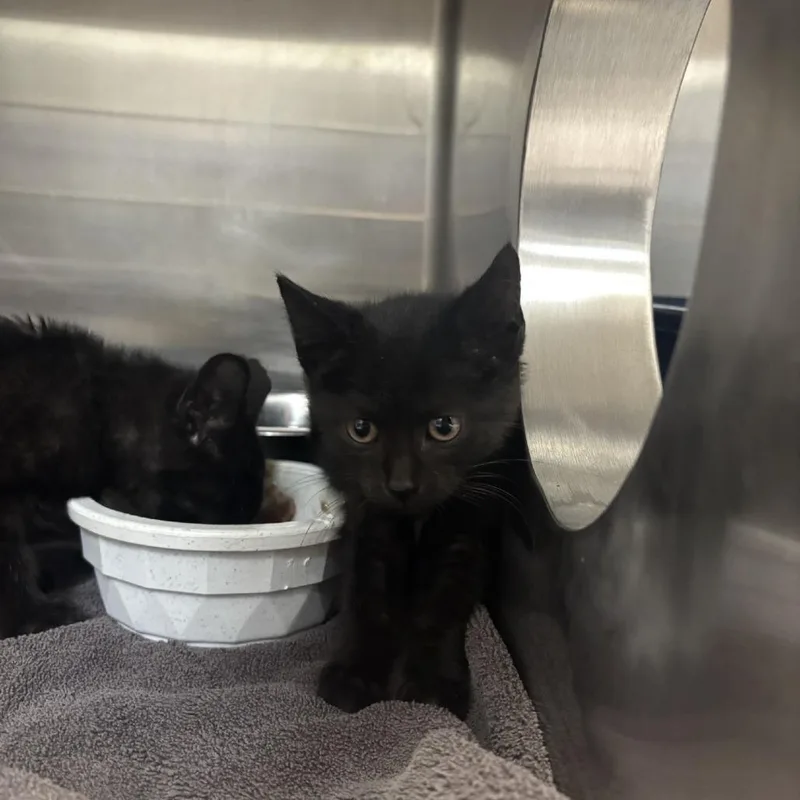 A baby small-sized female Domestic Short Hair cat named Shock for adoption in Indianapolis, IN