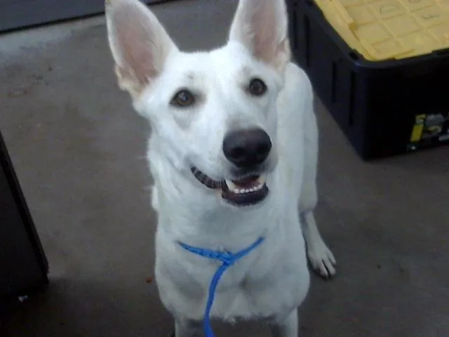 A young large-sized female Mixed Breed dog named Winter for adoption in Dallas, TX