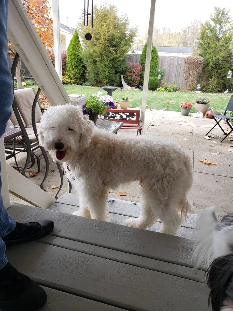 An adult medium-sized male Poodle dog named Dodie for adoption in Kettering, OH