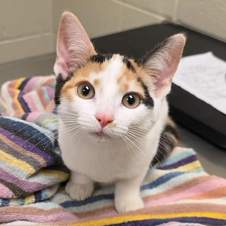 A baby medium-sized female Domestic Short Hair cat named Sarlet for adoption in South Bend, IN