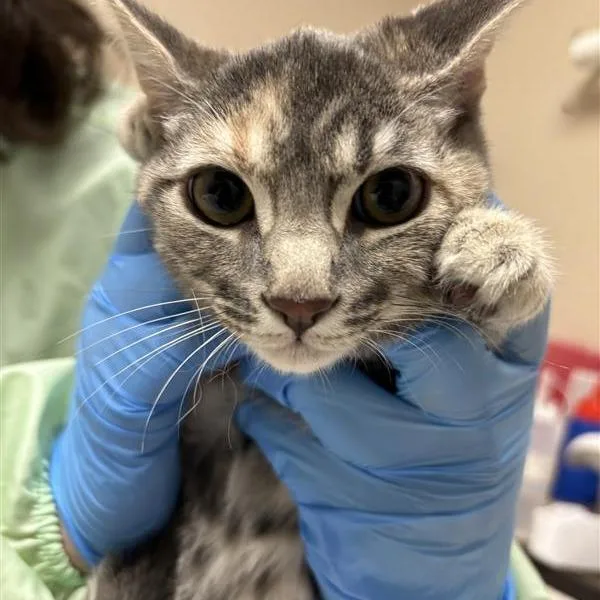 A baby small-sized female Torbie Domestic Medium Hair cat named Neptune for adoption in Tempe, AZ