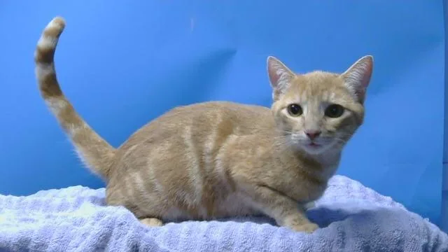 A young medium-sized male Domestic Short Hair cat named Olaf for adoption in Gardena, CA