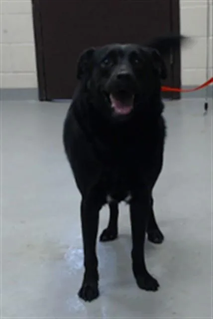 A young large-sized male Labrador Retriever dog named Kash for adoption in Fayetteville, NC