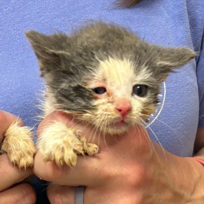 A baby small-sized male Gray / Blue / Silver Domestic Short Hair cat named Tim U for adoption in Tupelo, MS