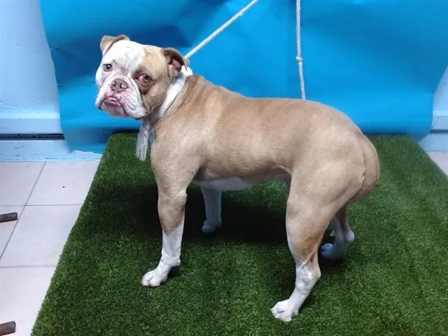 A young large-sized male American Bulldog dog named Fern for adoption in Gardena, CA