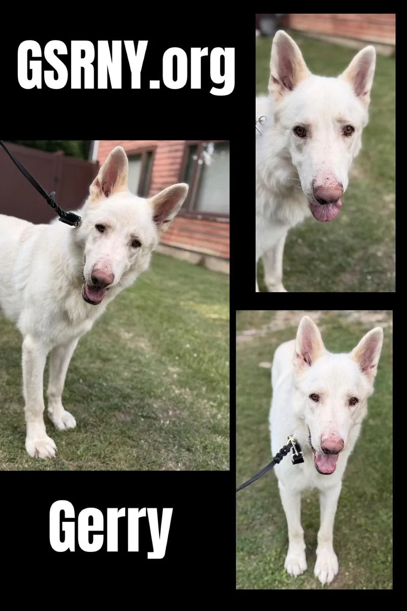 An adult large-sized male White / Cream German Shepherd Dog dog named Gerry for adoption in Delmar, NY