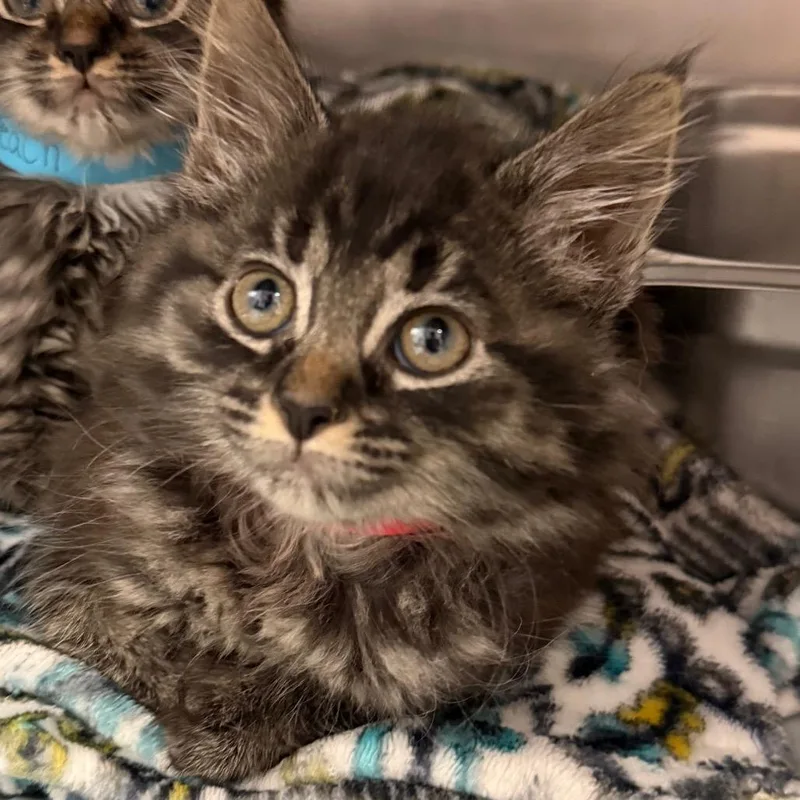 A baby small-sized female Brown / Chocolate Domestic Long Hair cat named Mango for adoption in Blairsville, GA