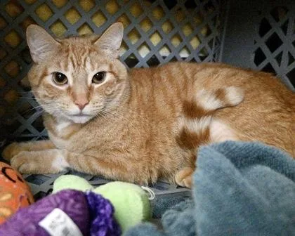 An adult small-sized male Domestic Short Hair cat named Scooby for adoption in West Seneca, NY