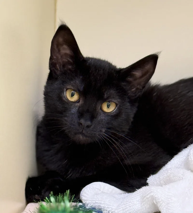 A baby medium-sized female Black Domestic Short Hair cat named Brynlee for adoption in Pawleys Island, SC