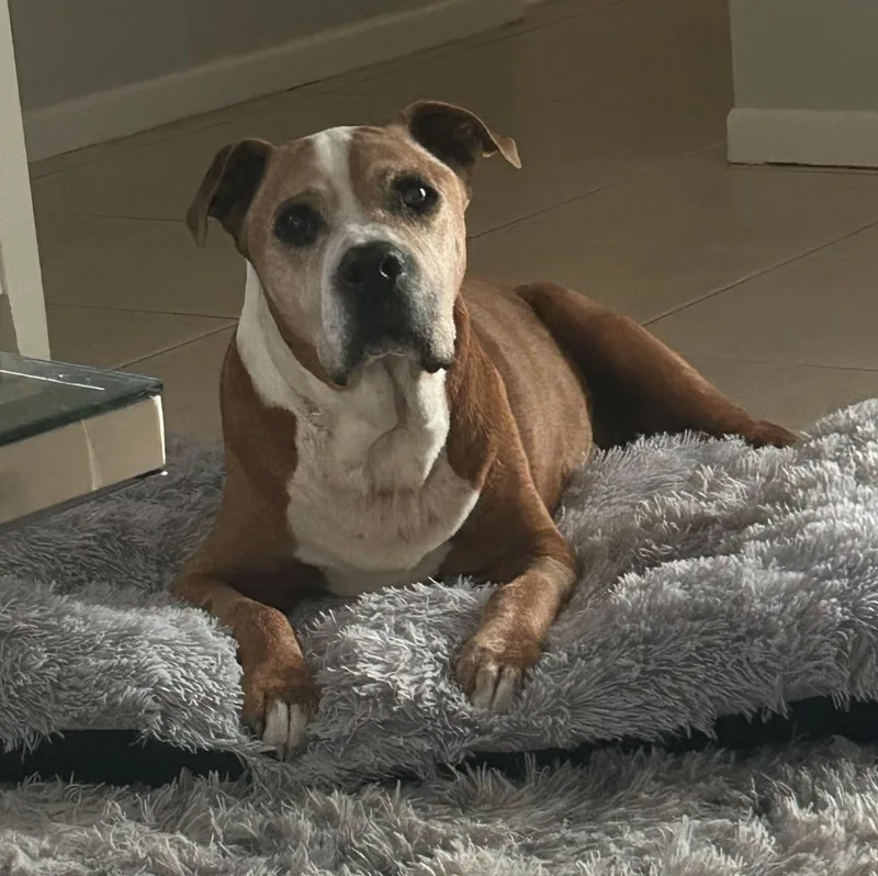 A senior large-sized male Pit Bull Terrier dog named Billy for adoption in Osteen, FL