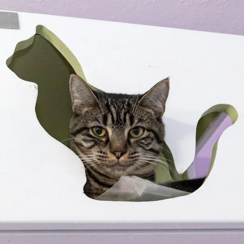 Peregrine thumbnail 2