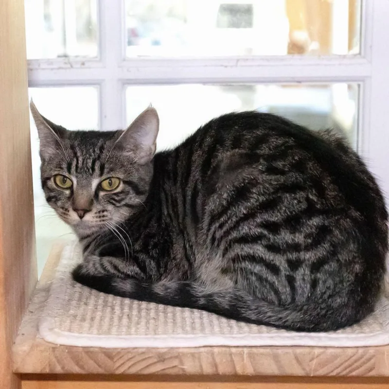 Peregrine thumbnail 3