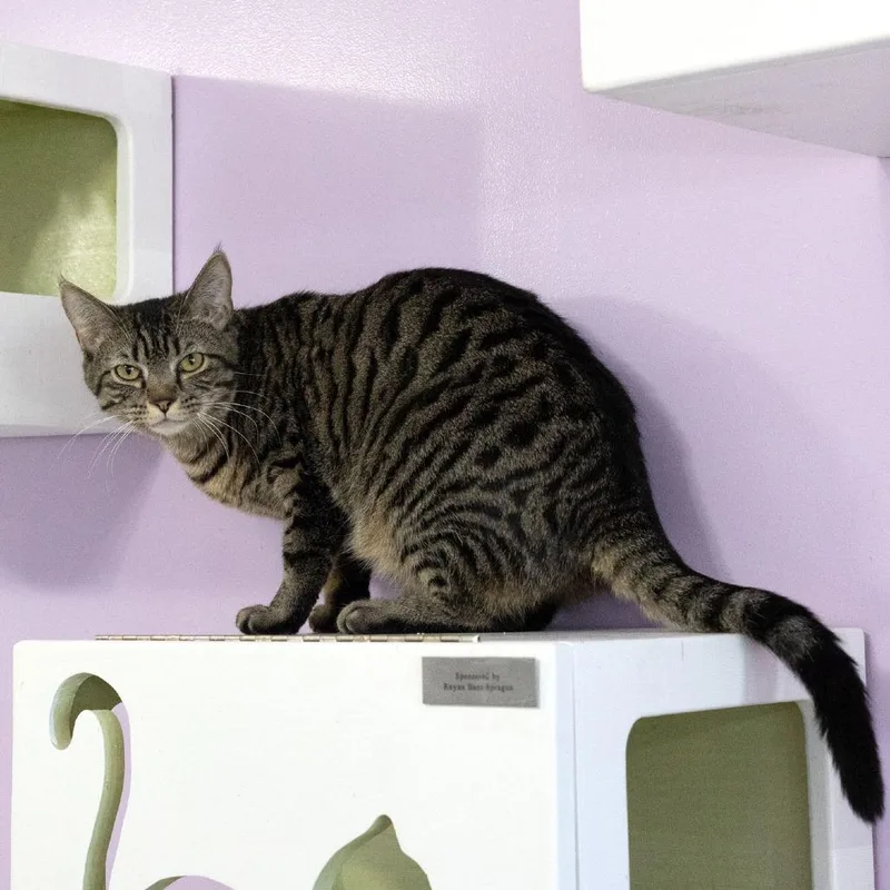 Peregrine thumbnail 4