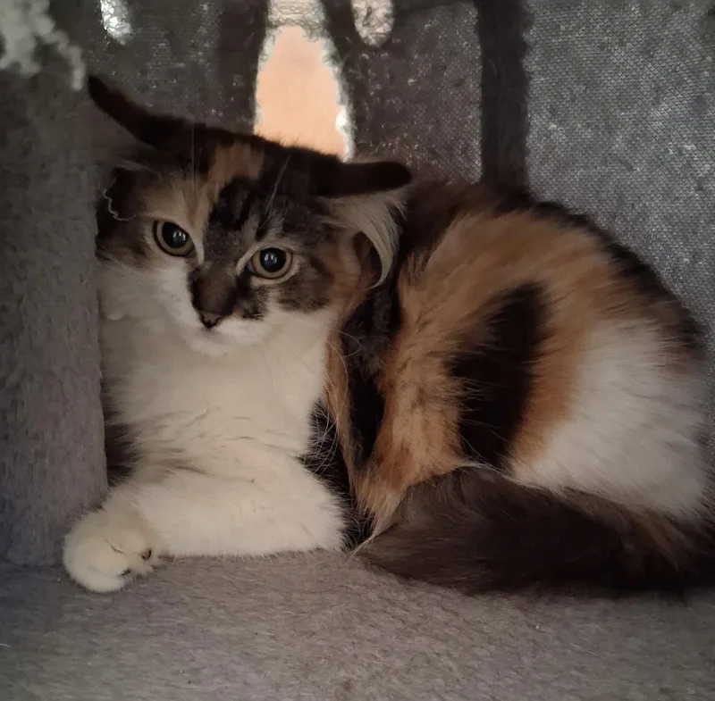 A baby medium-sized female Domestic Medium Hair cat named Calypso for adoption in Oviedo, FL