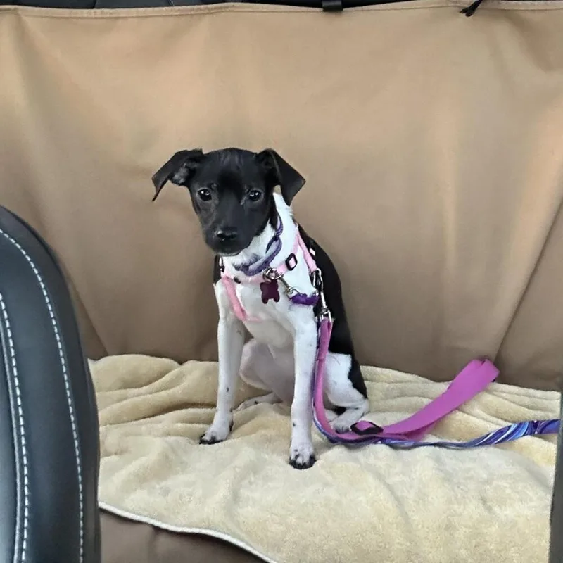 Francesca Bridgerton