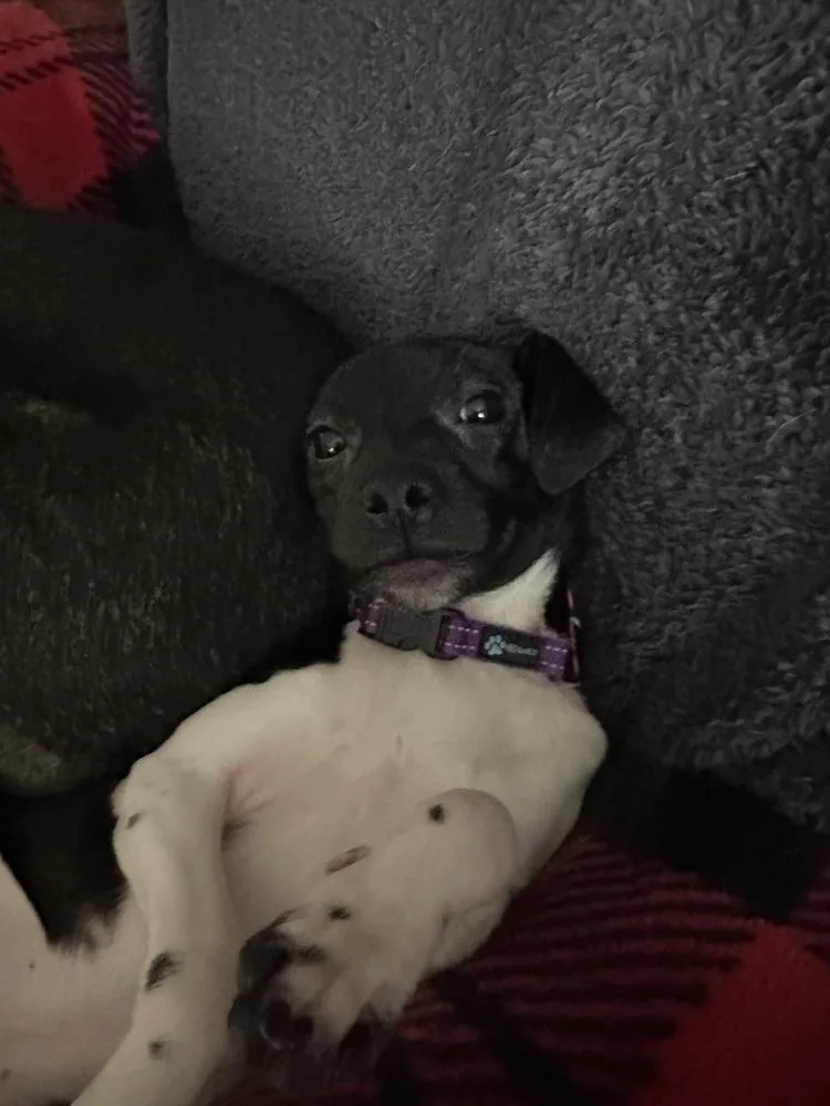 Francesca Bridgerton thumbnail 2