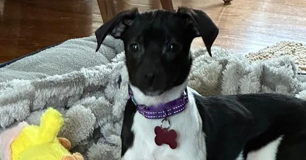 Francesca Bridgerton thumbnail 3