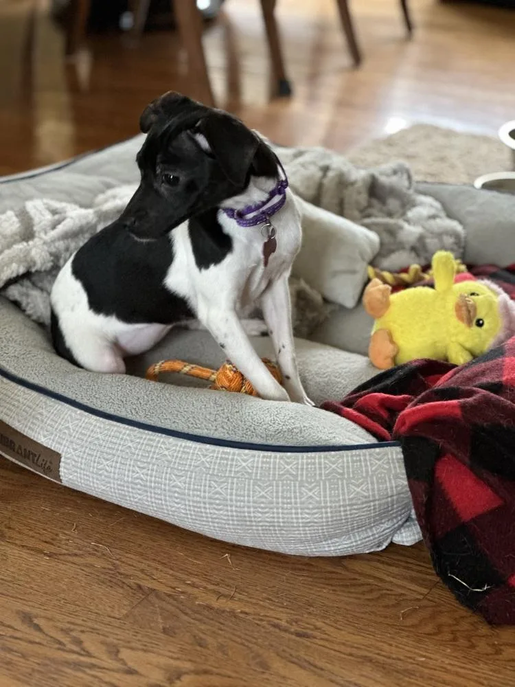 Francesca Bridgerton thumbnail 4