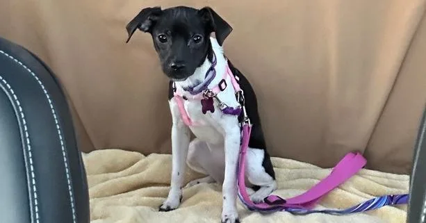 Francesca Bridgerton thumbnail 5