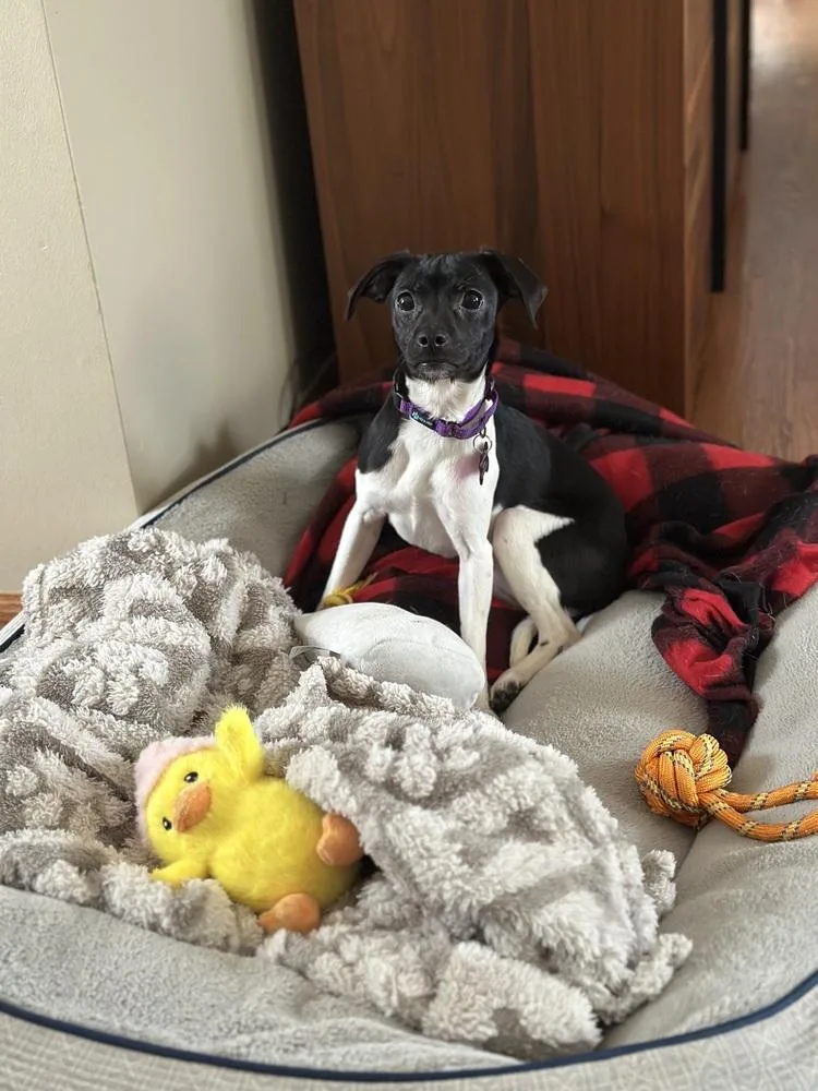 Francesca Bridgerton thumbnail 6