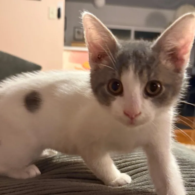 A baby small-sized male White Domestic Short Hair cat named Tadpole for adoption in Middleton, WI