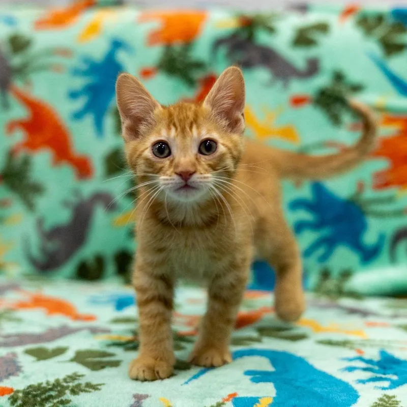 A baby small-sized male Orange / Red Domestic Short Hair cat named Lloyd for adoption in Chaska, MN