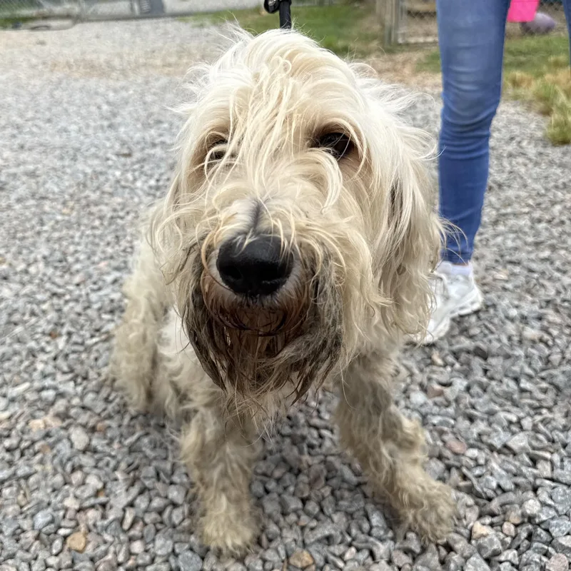 An adult medium-sized female White / Cream Poodle dog named Wendy for adoption in Columbia, SC