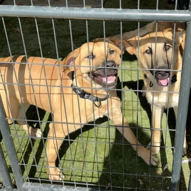 A young medium-sized male Brown / Chocolate Shepherd dog named Rocko for adoption in Aledo, TX