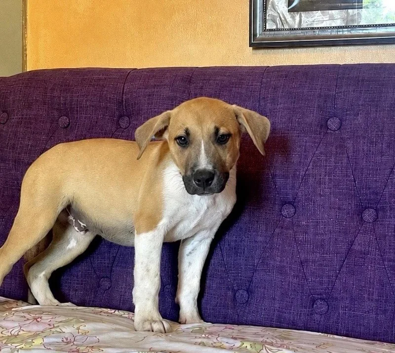 Bloopie  Lonestar