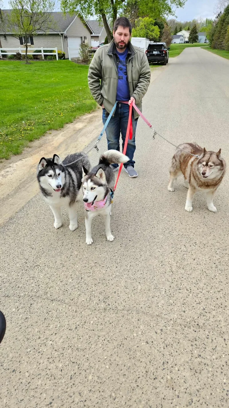 An adult large-sized female Siberian Husky dog named Alaska for adoption in Bloomfield Hills, MI