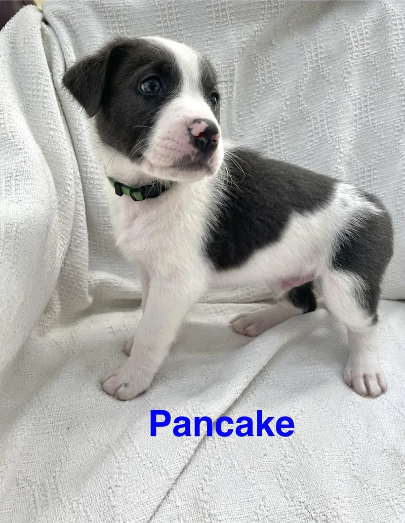 Pancake