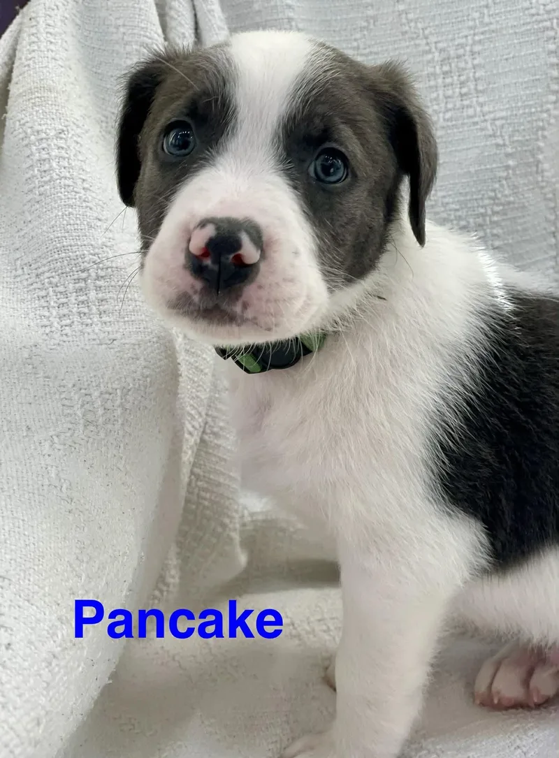 Pancake thumbnail 2