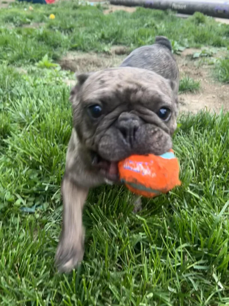 An adult small-sized female Merle (Blue) French Bulldog dog named Chocco for adoption in Potomac, MD