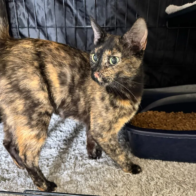 An adult medium-sized female Tortoiseshell Domestic Short Hair cat named Echo for adoption in Fredericksburg, TX