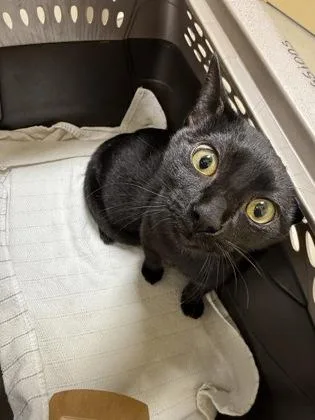 A baby small-sized female Domestic Short Hair cat named Dory for adoption in Honolulu, HI