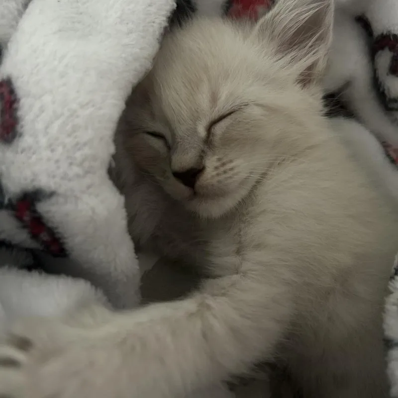A baby small-sized female White Siamese cat named Ella for adoption in Corpus Christi, TX