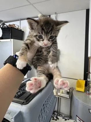 A baby small-sized female Domestic Short Hair cat named Adonis for adoption in West Chester, PA