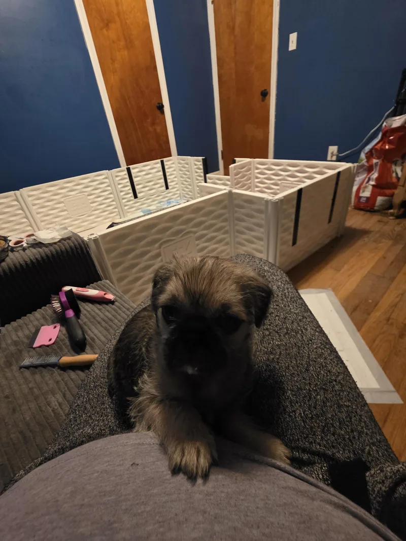 Pugsley