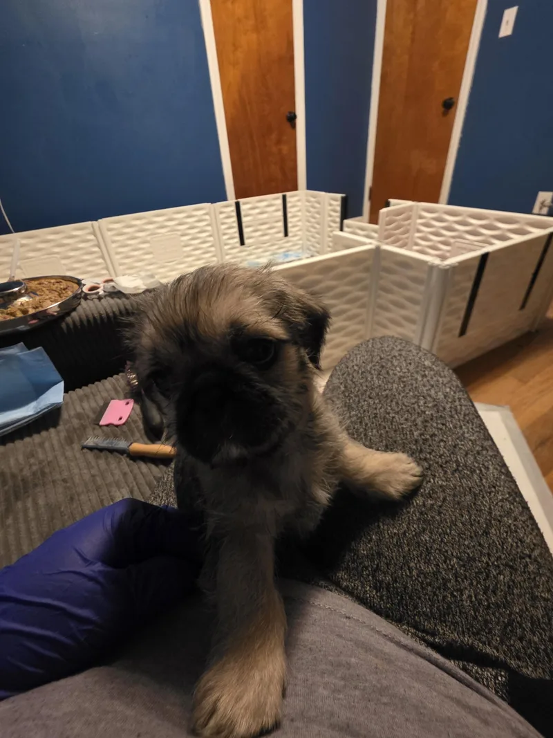 Pugsley thumbnail 2