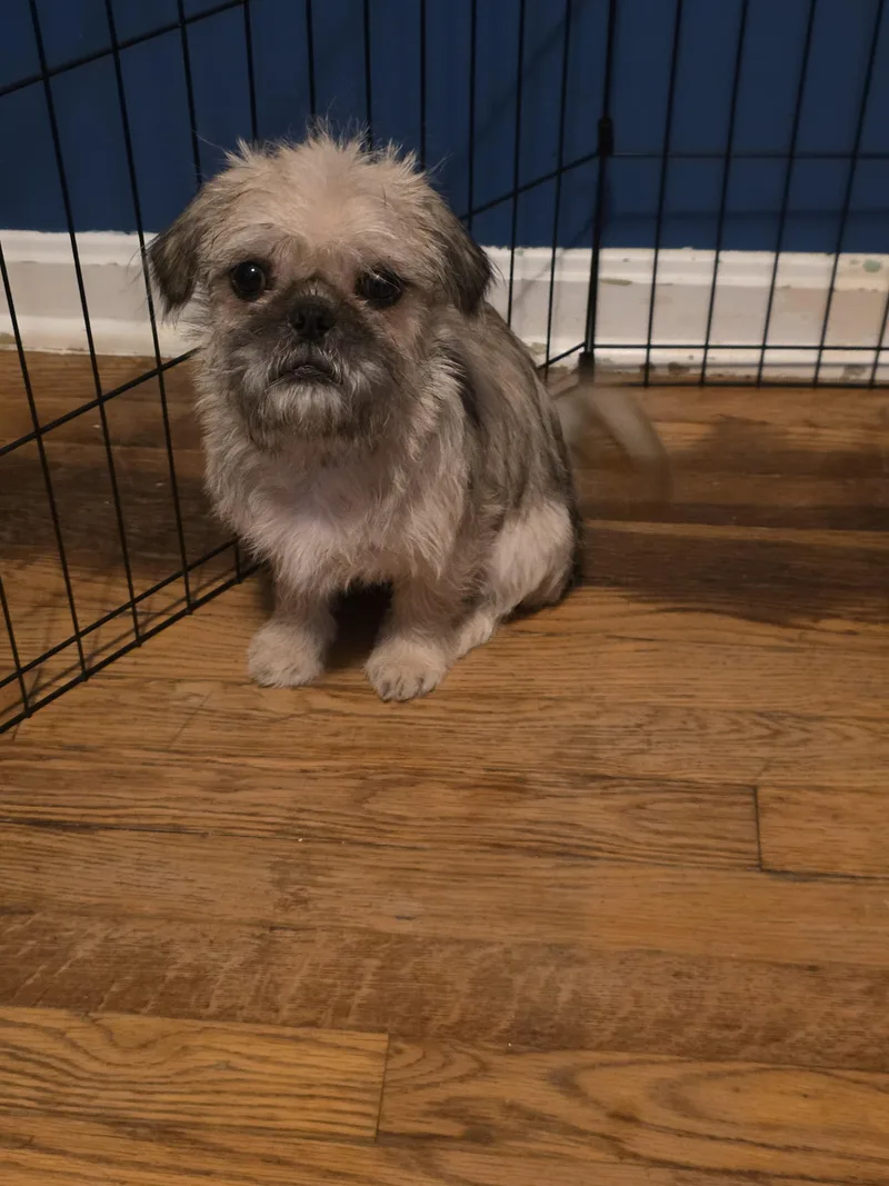 Pugsley thumbnail 3