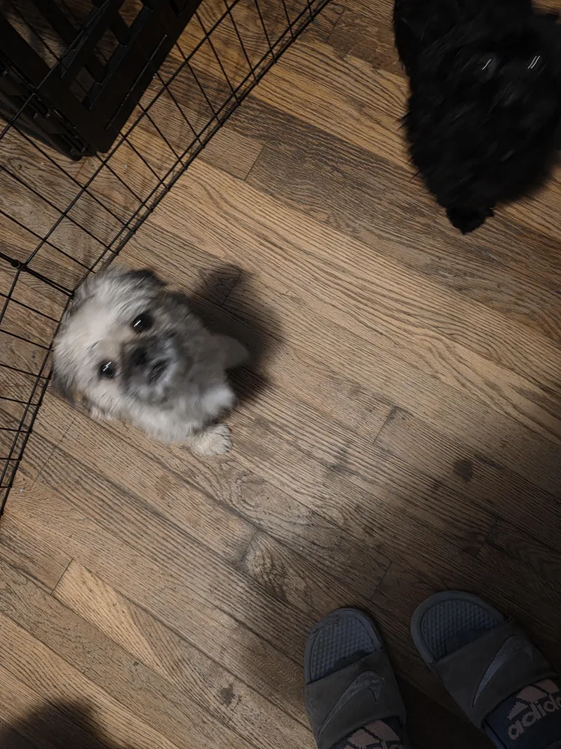Pugsley thumbnail 4