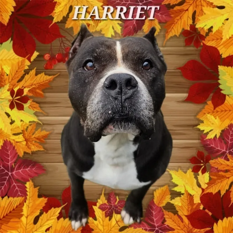 A senior medium-sized female Black Pit Bull Terrier dog named Harriet for adoption in Grafton, OH