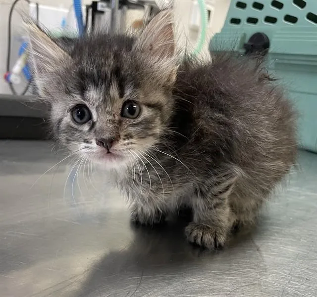 A baby small-sized female Domestic Short Hair cat named Alice for adoption in Corpus Christi, TX