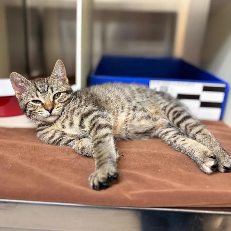 A baby small-sized female Brown / Chocolate Domestic Short Hair cat named Cardboard for adoption in Newark, NJ