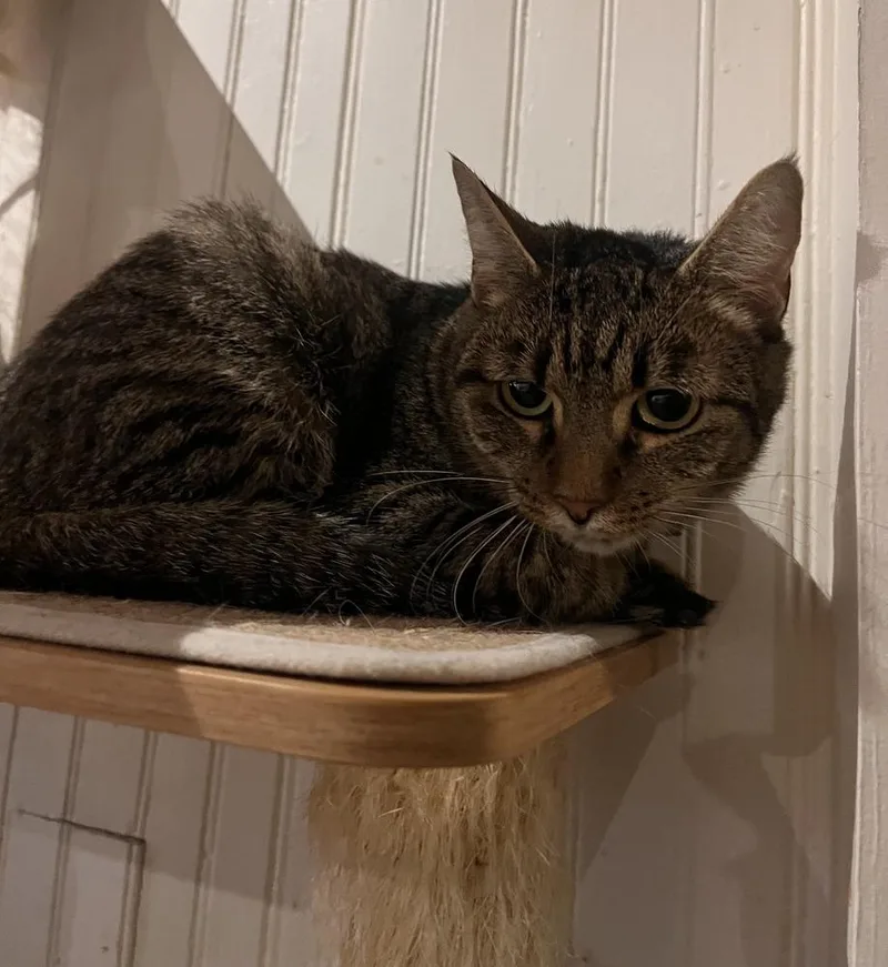 A baby small-sized female Domestic Short Hair cat named Jane for adoption in Lewisburg, PA