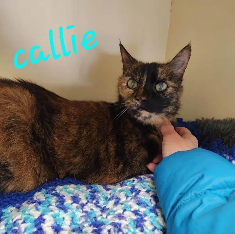 A senior medium-sized female Calico Domestic Short Hair cat named Callie for adoption in Sewaren, NJ