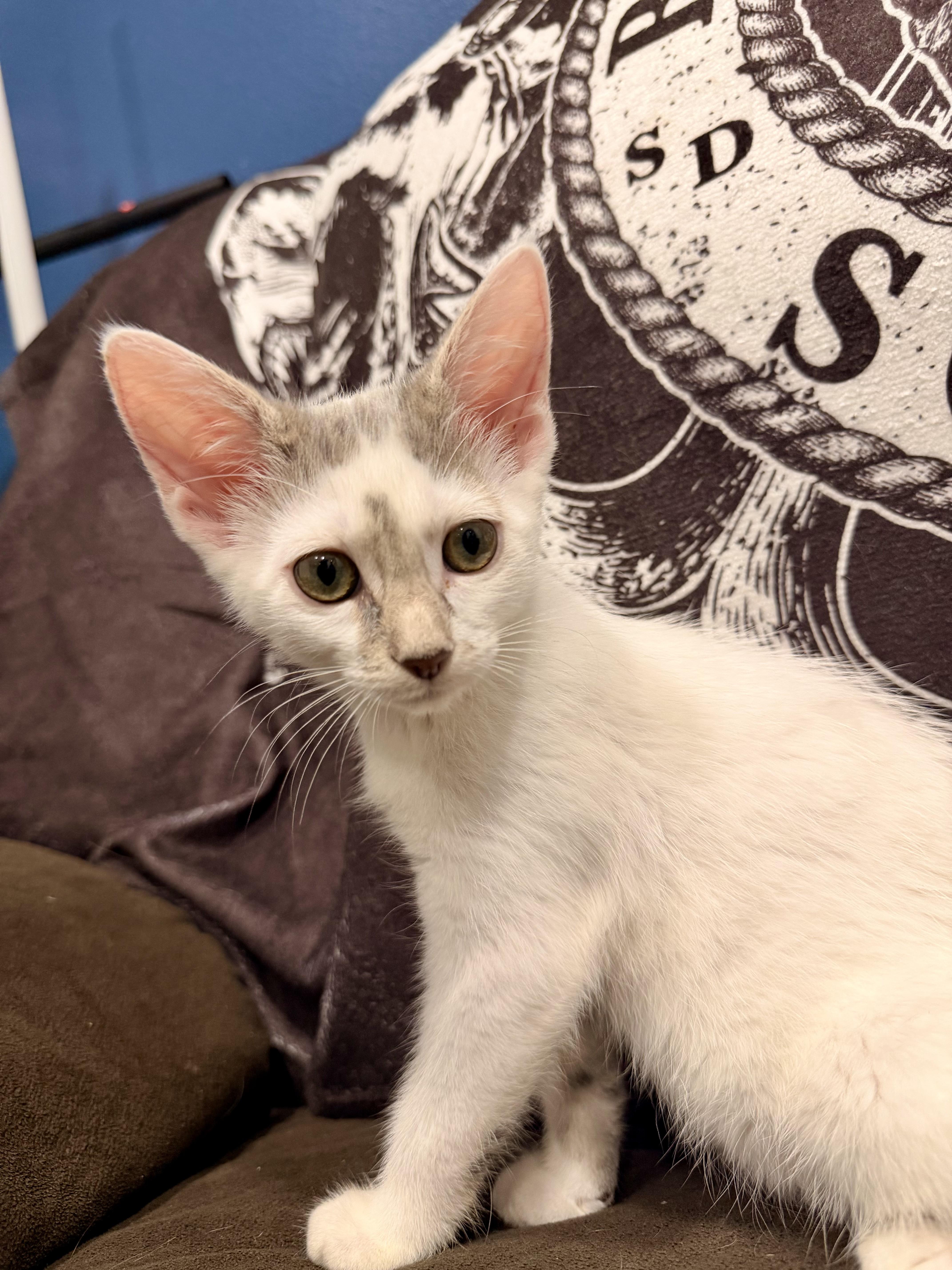 A baby medium-sized male Blue Cream Siamese cat named Carson for adoption in Norco, CA