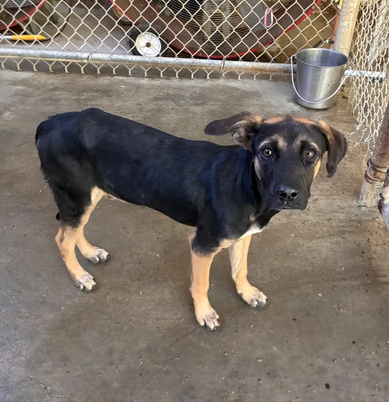 A young medium-sized male Hound dog named Ronald for adoption in Senatobia, MS