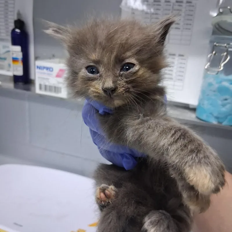 A baby small-sized female Tortoiseshell Domestic Medium Hair cat named Pine @ Azalea Square for adoption in Summerville, SC